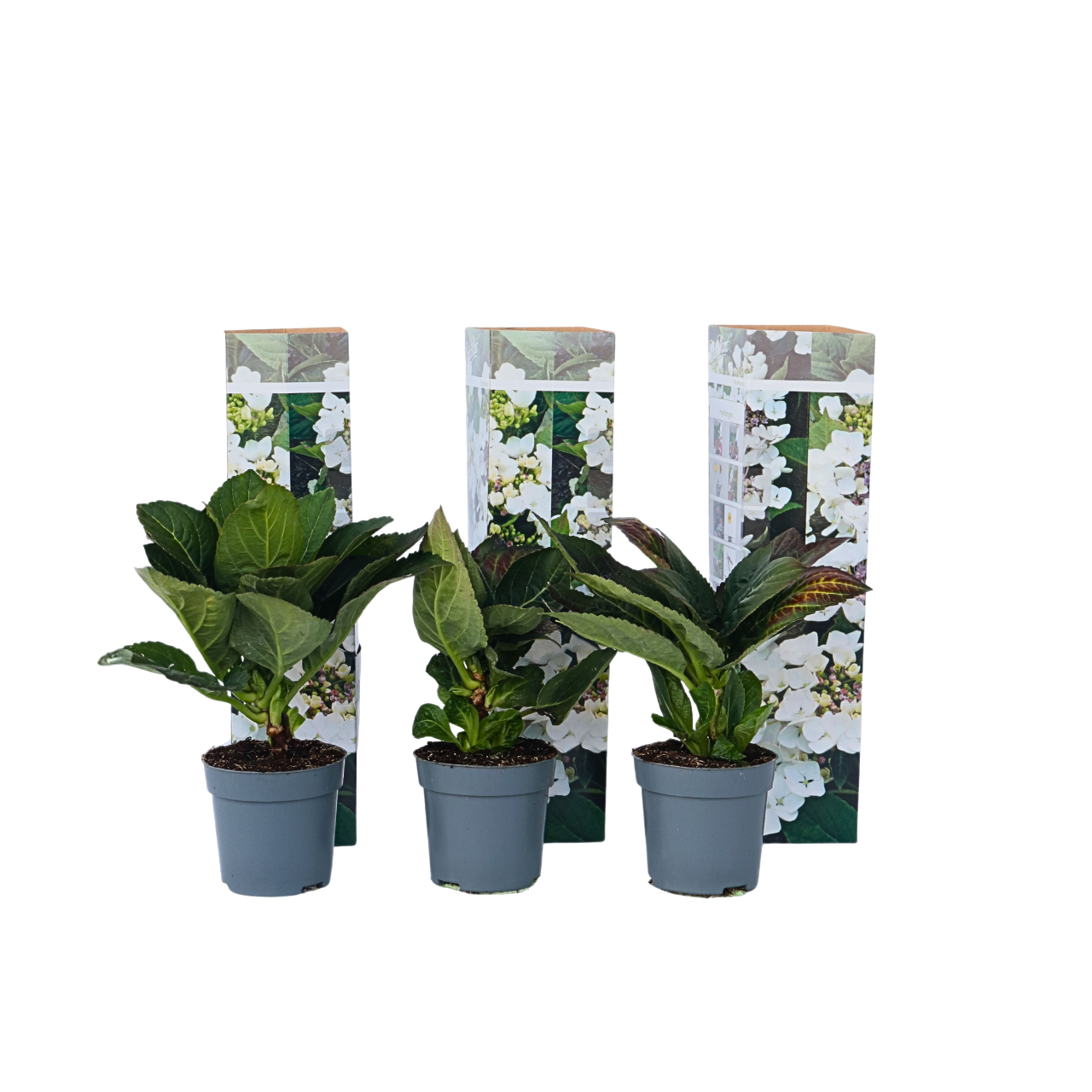 Hortensia - Set van 6 - Hydrangea'Benxi'- Hoogte 25-40cm -⌀9cm afbeelding