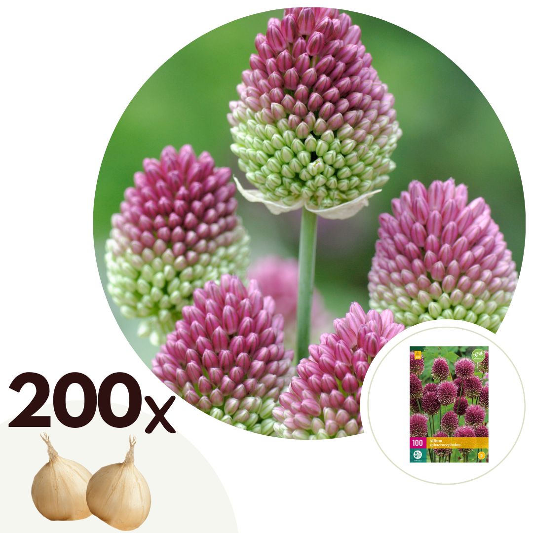 Alliumbollen - Set van 200 - Allium'Sphaerocephalon'- Bloembollen - Paars afbeelding