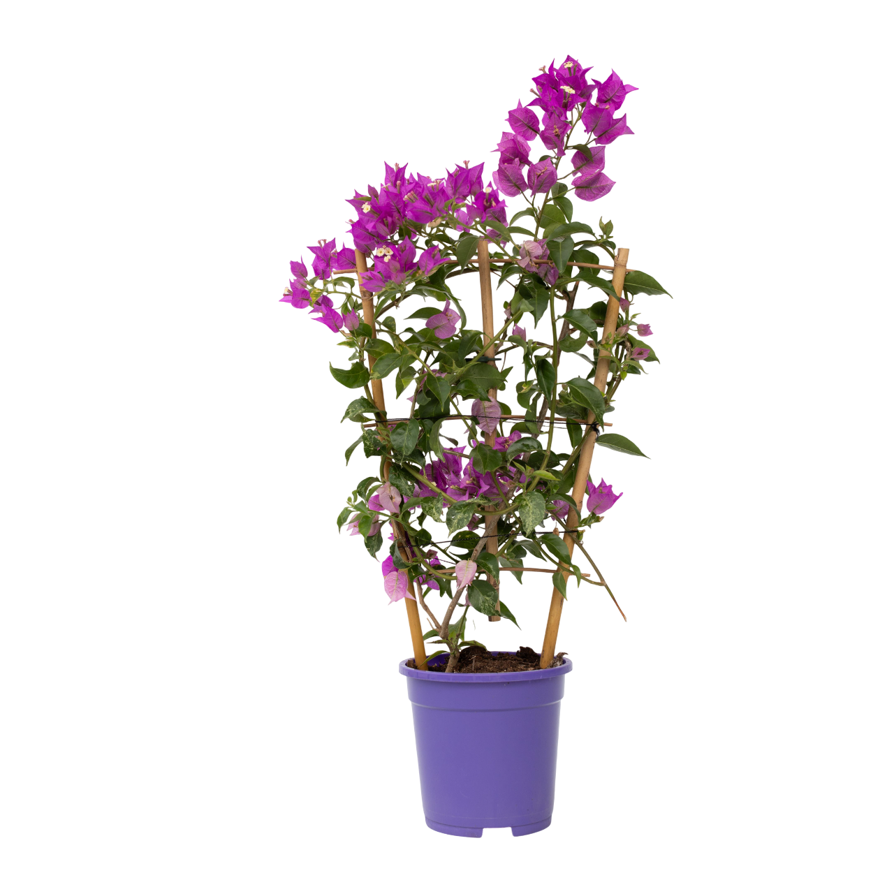 Tropische Klimop - Bougainvillea'Alexandra'- Hoogte 50-60cm -⌀17cm afbeelding