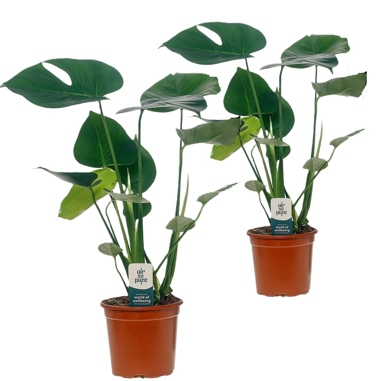 Gatenplant - Set van 2 - Monstera deliciosa - Hoogte 45-55cm -⌀14cm afbeelding