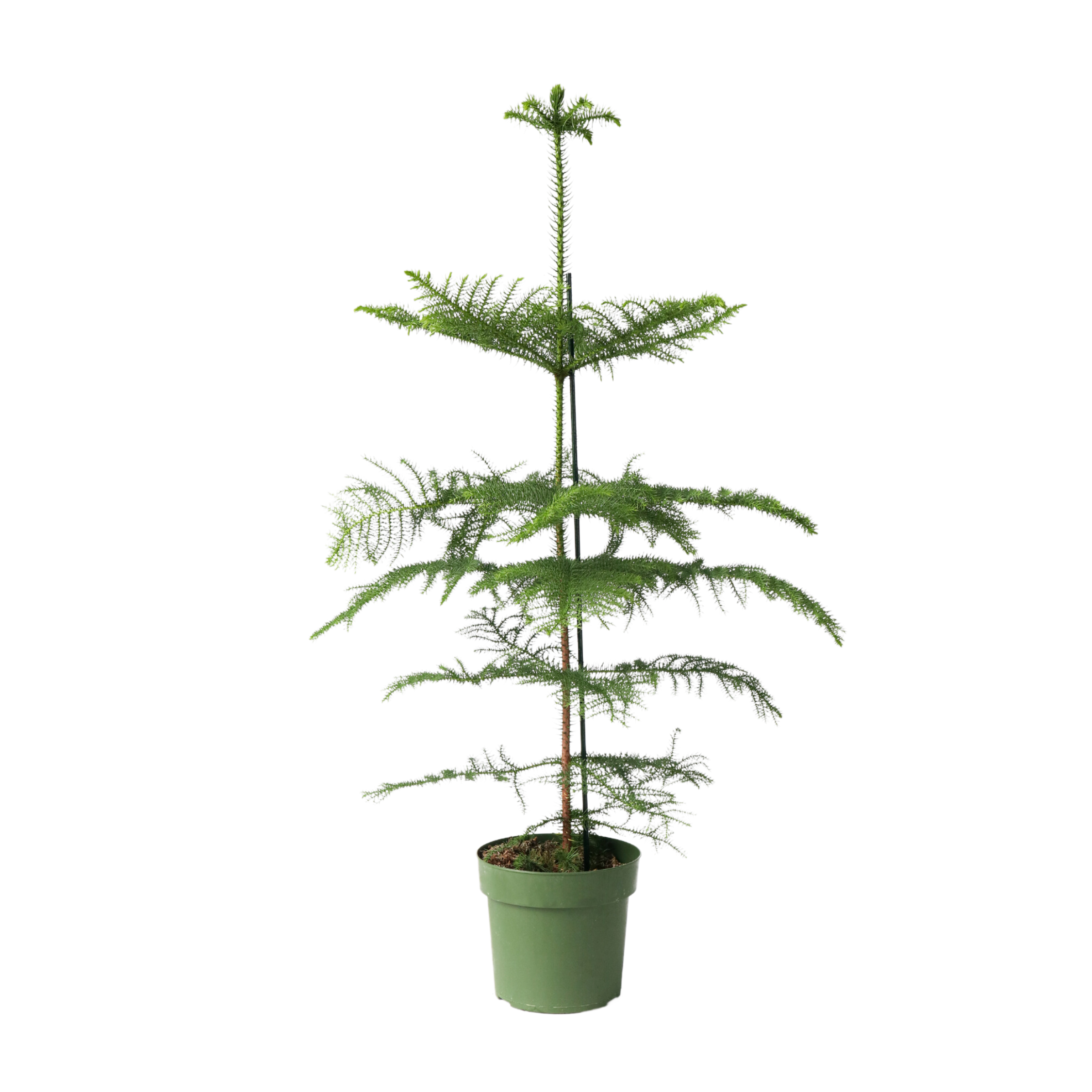 Kamerden - Araucaria heterophylla - Hoogte 70-80cm -⌀21cm afbeelding