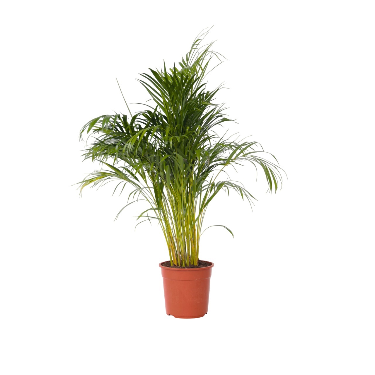 Areca goudpalm - Dypsis lutescens - Hoogte 140-150cm -⌀27cm afbeelding