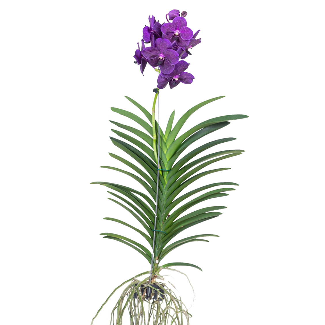 Paarse Orchidee - Vanda'Velvet Blackberry'- Hoogte 80-90cm afbeelding