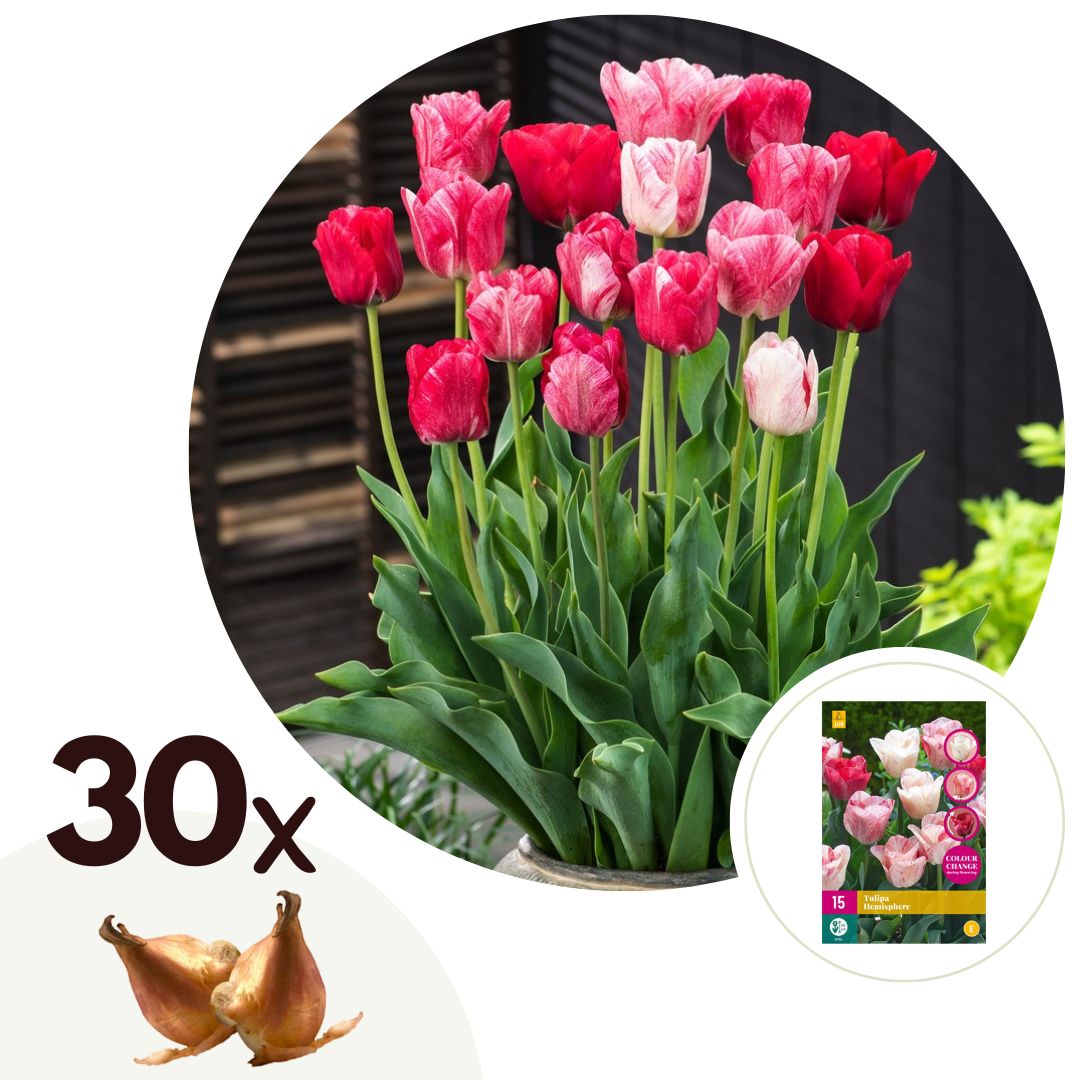 Tulpenbollen - Set van 30 - Tulipa'Hemisphere'- Bloembollen - Rood afbeelding
