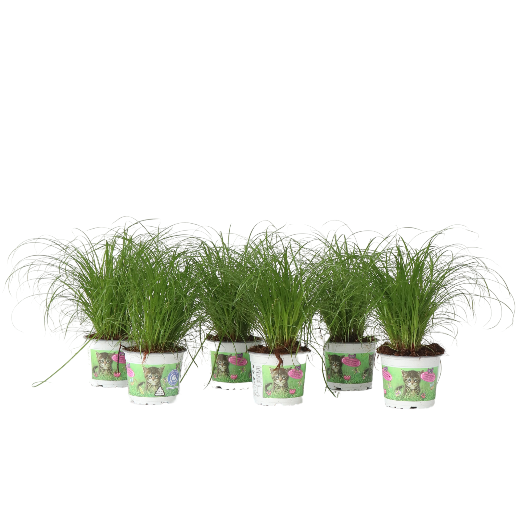 Kattengras - Set van 6 - Cyperus zumula - Hoogte 30-40cm -⌀12cm afbeelding