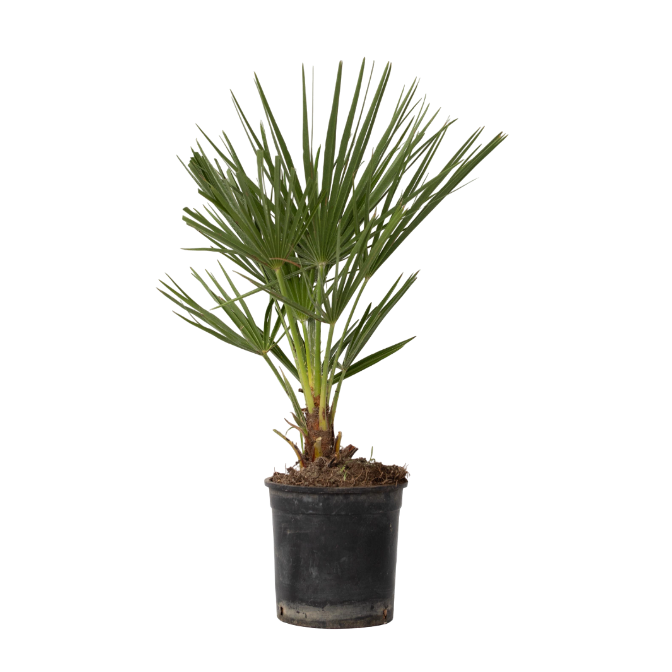 Dwergpalm - Chamaerops humilis - Hoogte 50-60cm -⌀15cm afbeelding