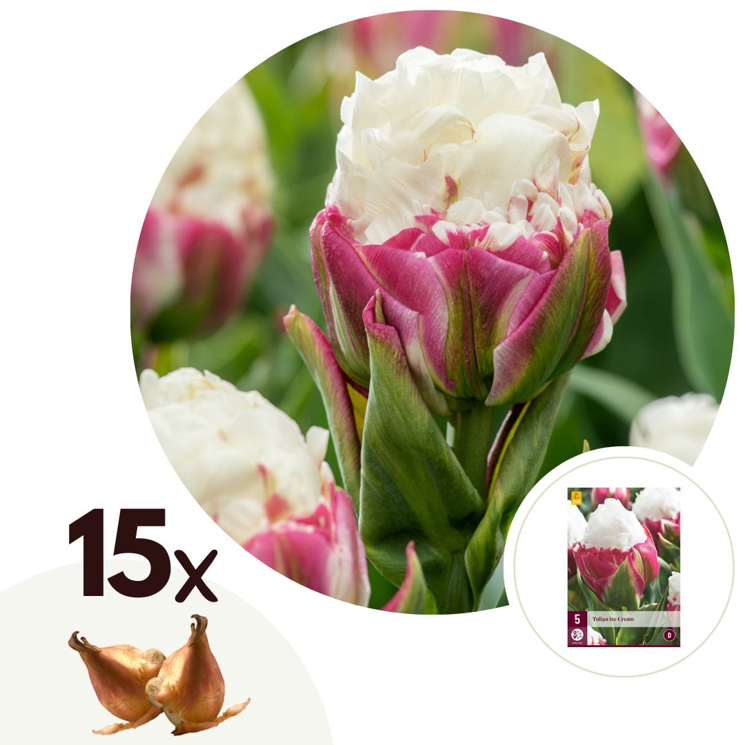 Tulpenbollen - Set van 15 - Tulipa'Ice Cream'- Bloembollen - Paars afbeelding