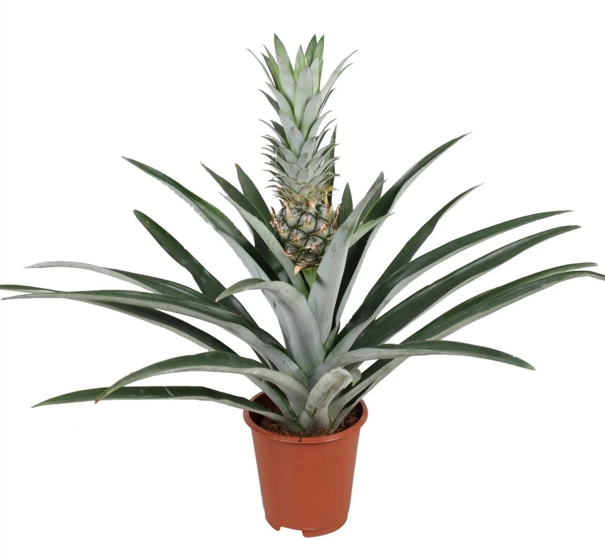 Bromelia - Ananas comosus - Hoogte 45-55cm -⌀14cm afbeelding