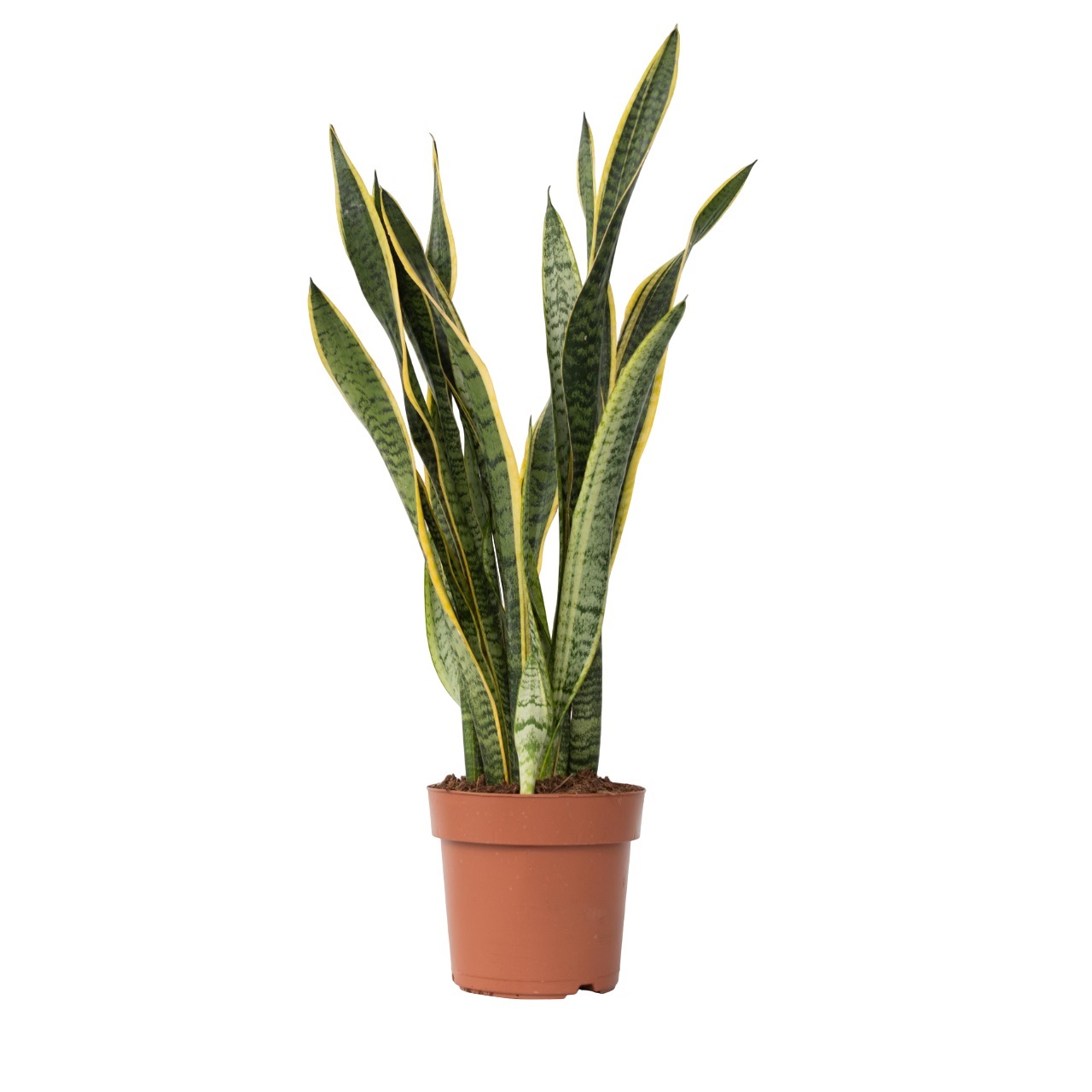 Vrouwentong - Sansevieria trifasciata Laurentii - Hoogte 65-75cm -⌀21cm afbeelding