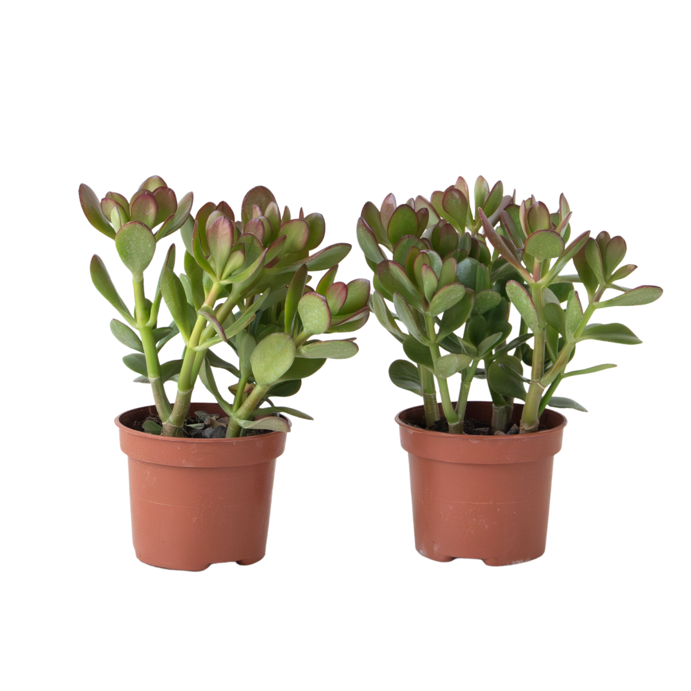 Geldboom - Set van 2 - Crassula ovata - Hoogte 15-25 cm -ø 12 cm afbeelding