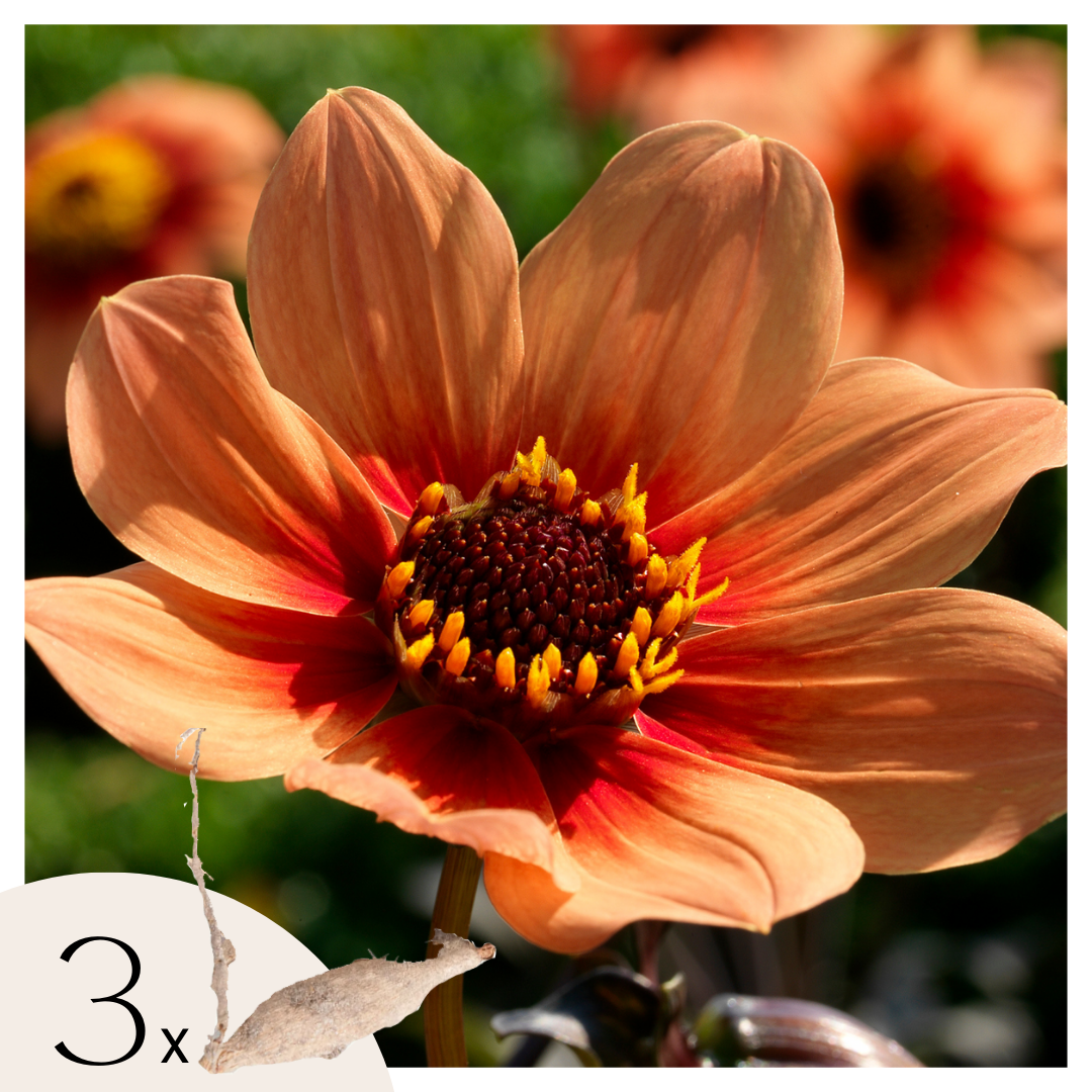 Dahliaknollen - Set van 3 - Dahlia'Happy Single'- Oranje afbeelding