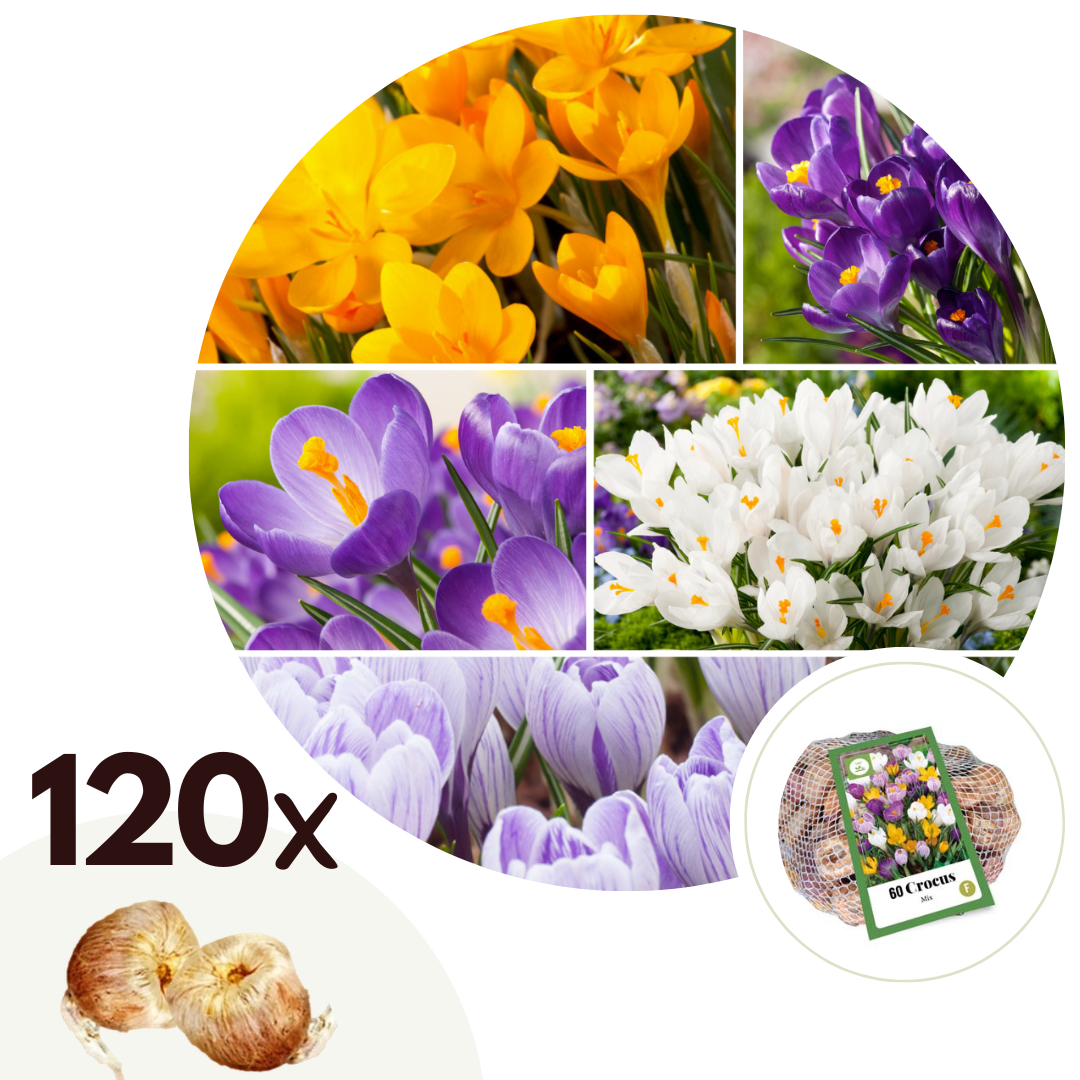 Krokusbollen - Set van 120 - Crocus Mix - Bloembollen afbeelding