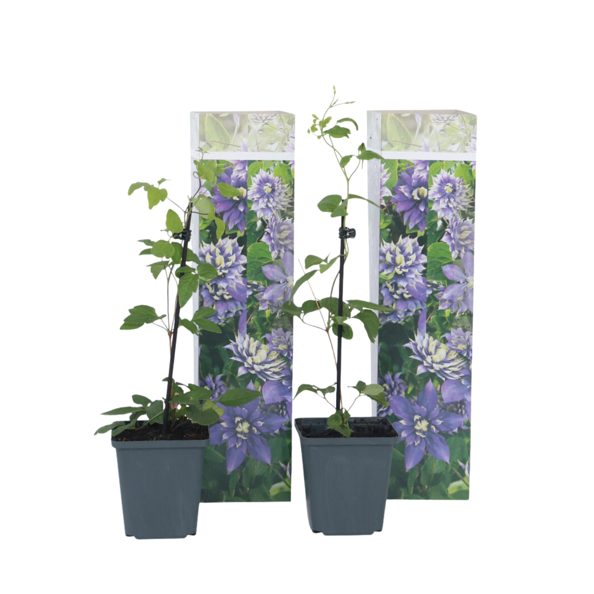 Bosrank - Set van 2 - Clematis hybrid'Taiga'- Hoogte 25-40cm -⌀9cm afbeelding