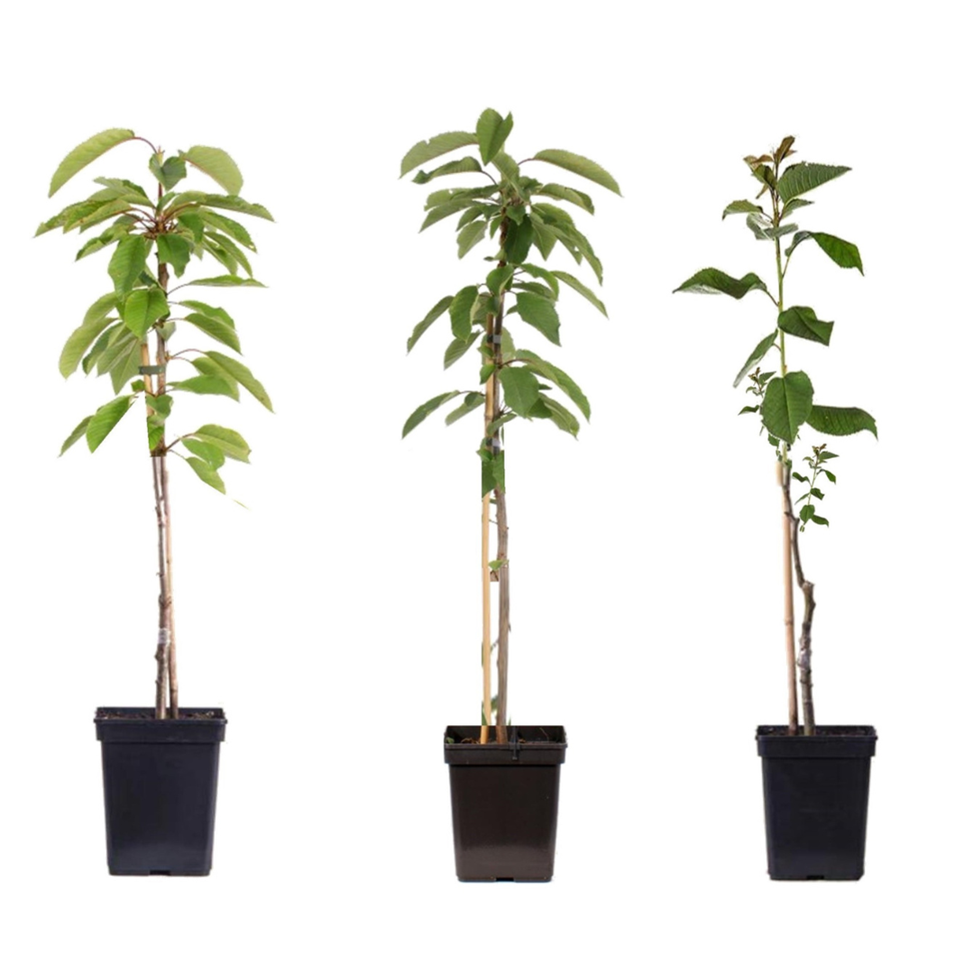Appelboom-mix - Set van 3 - Malus - Hoogte 60-70cm -⌀9cm afbeelding