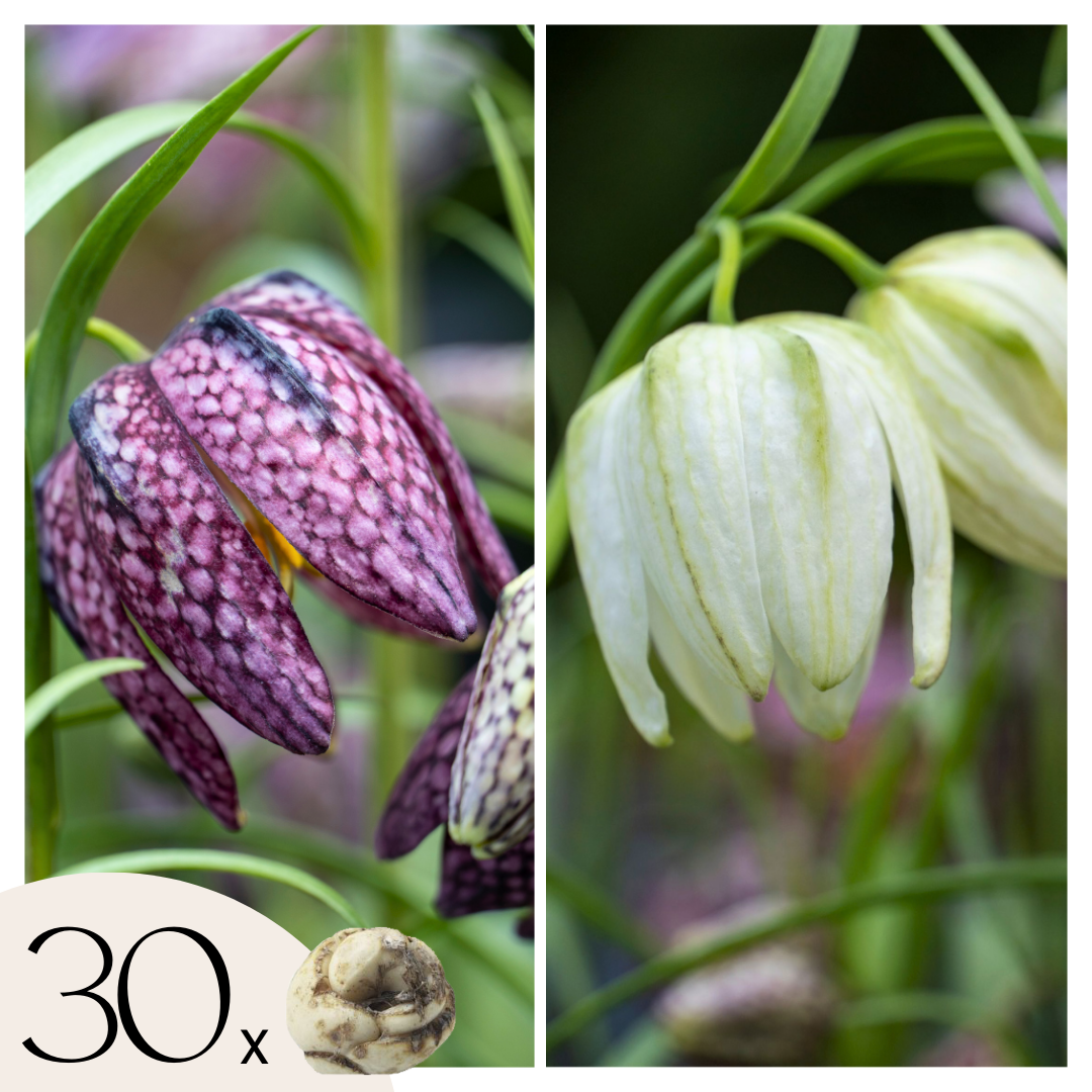 Wilde kievitsbloem - Set van 30 - Fritillaria'meleagris'- Bloembollen afbeelding