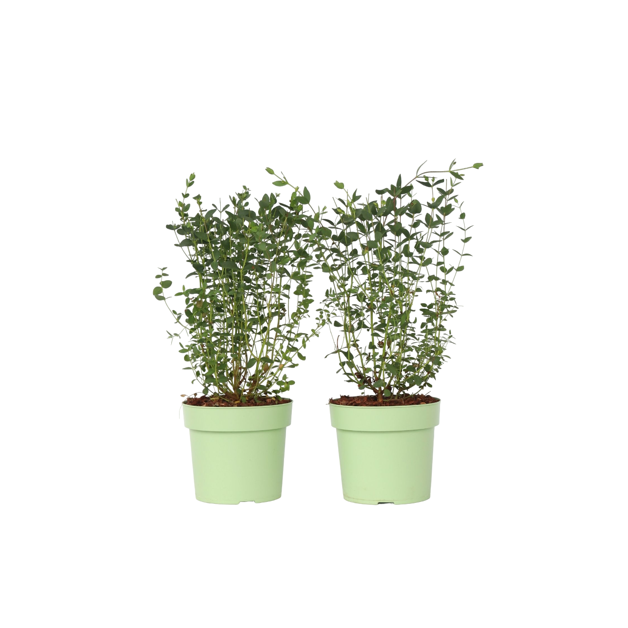 Eucalyptusstruik - Set van 2 - Eucalyptus'Oliva'- Hoogte 40-50cm -⌀19cm afbeelding