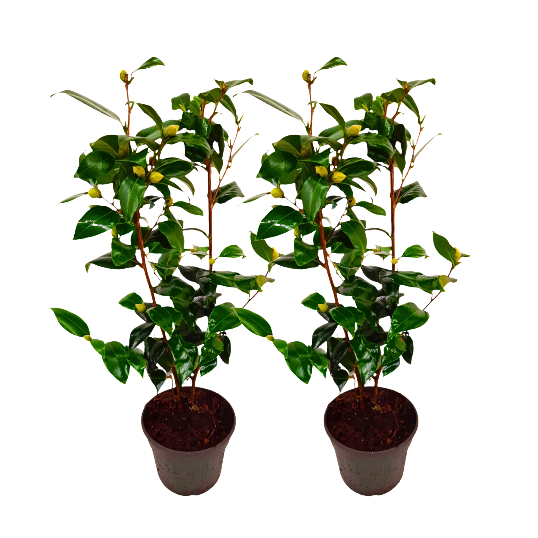 Japanse Roos - Set van 2 - Camellia'Brush Field'- Hoogte 50-60cm -⌀15cm afbeelding