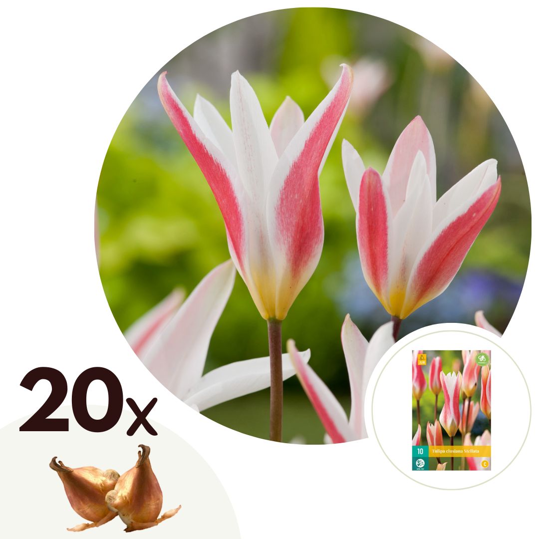Tulpenbollen - Set van 20 - Tulipa'Clusiana Stellata'- Bloembollen - Rood afbeelding
