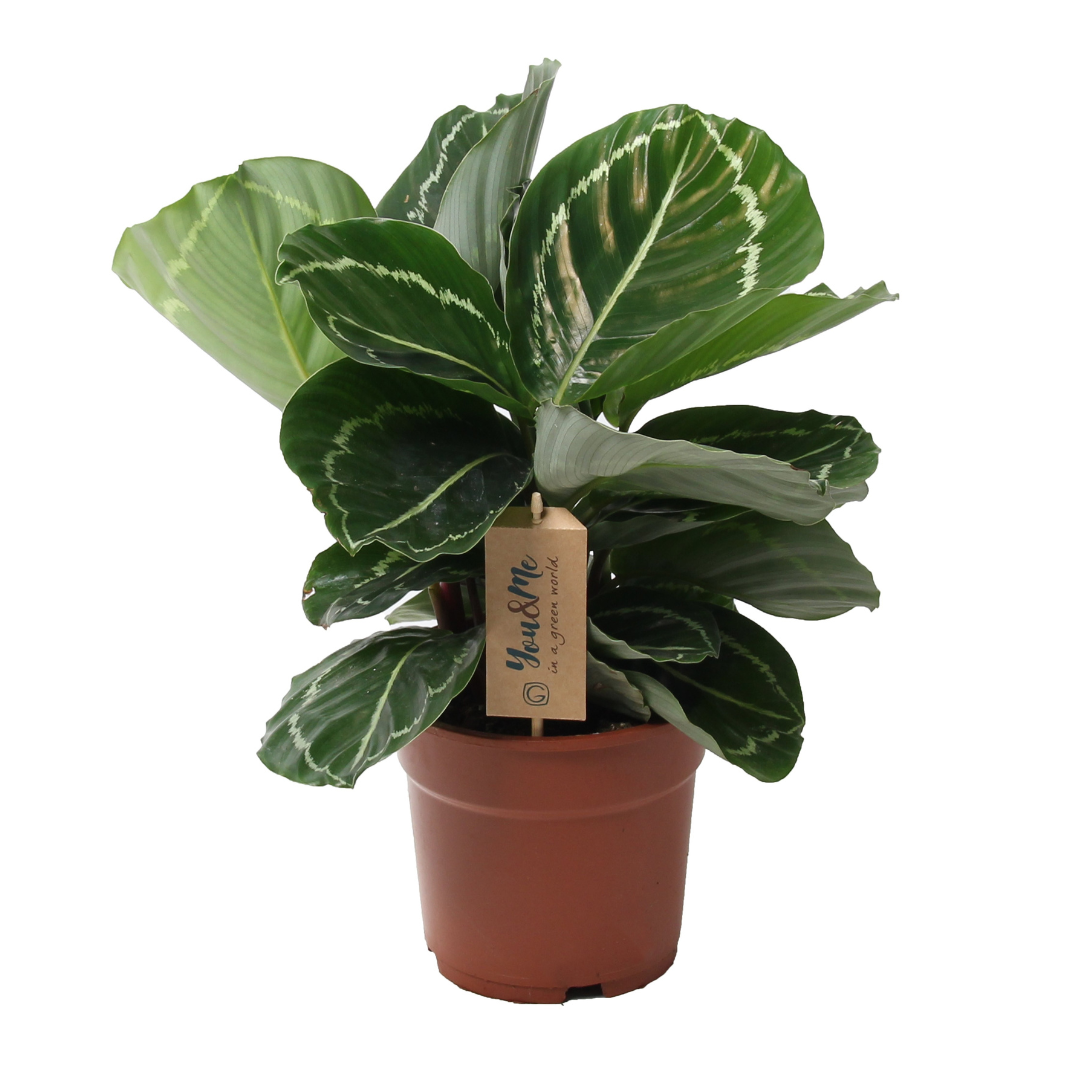 Pauwenplant - Calathea'Julia'- Hoogte 35-45cm -⌀17cm afbeelding