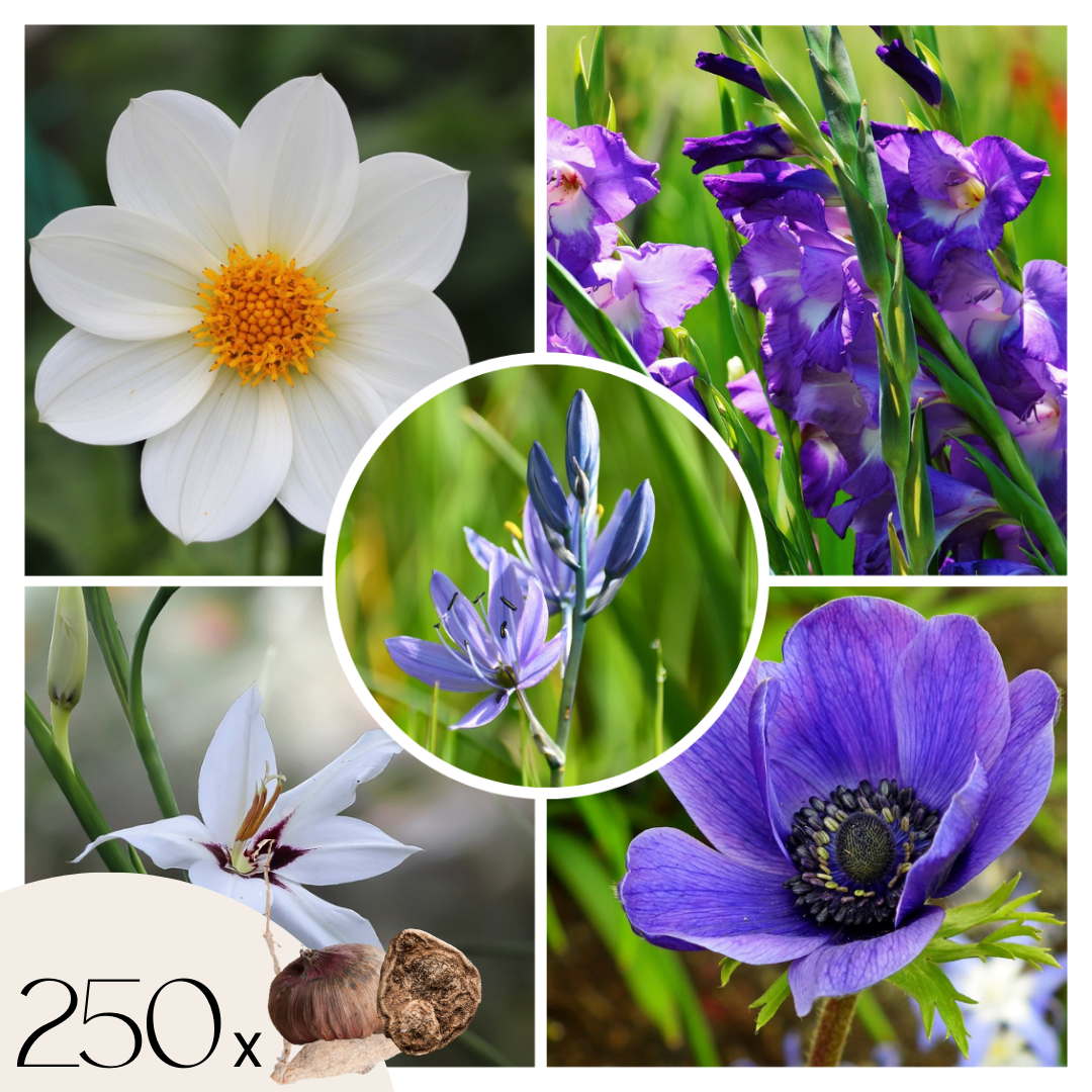 Mix bloembollen - Set van 250 - Dahlia, Gladiolus, Freesia, Oxalis afbeelding