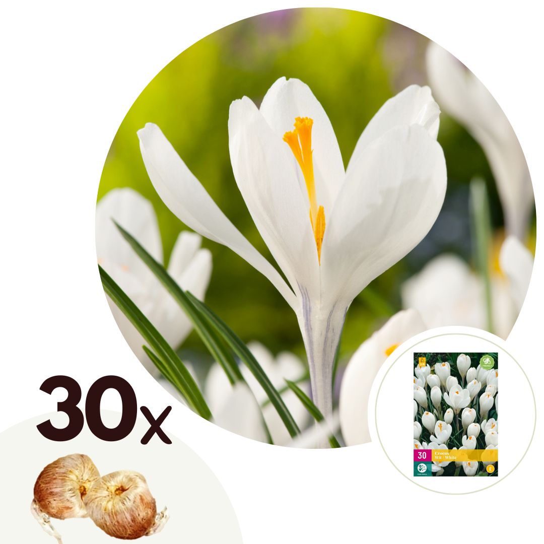 Krokusbollen - Set van 30 - Crocus'White'- Bloembollen - Wit afbeelding