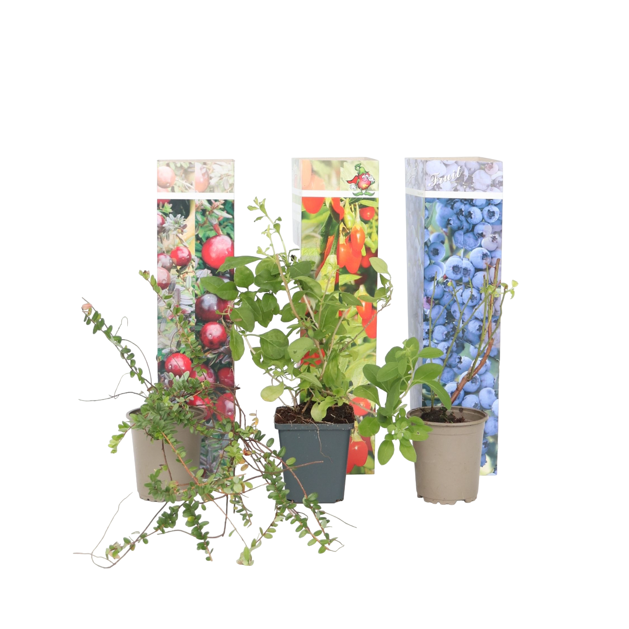 Superfruitstruiken - Set van 6 - Actinidia, Vaccinium - Hoogte 25-40cm -⌀9cm afbeelding