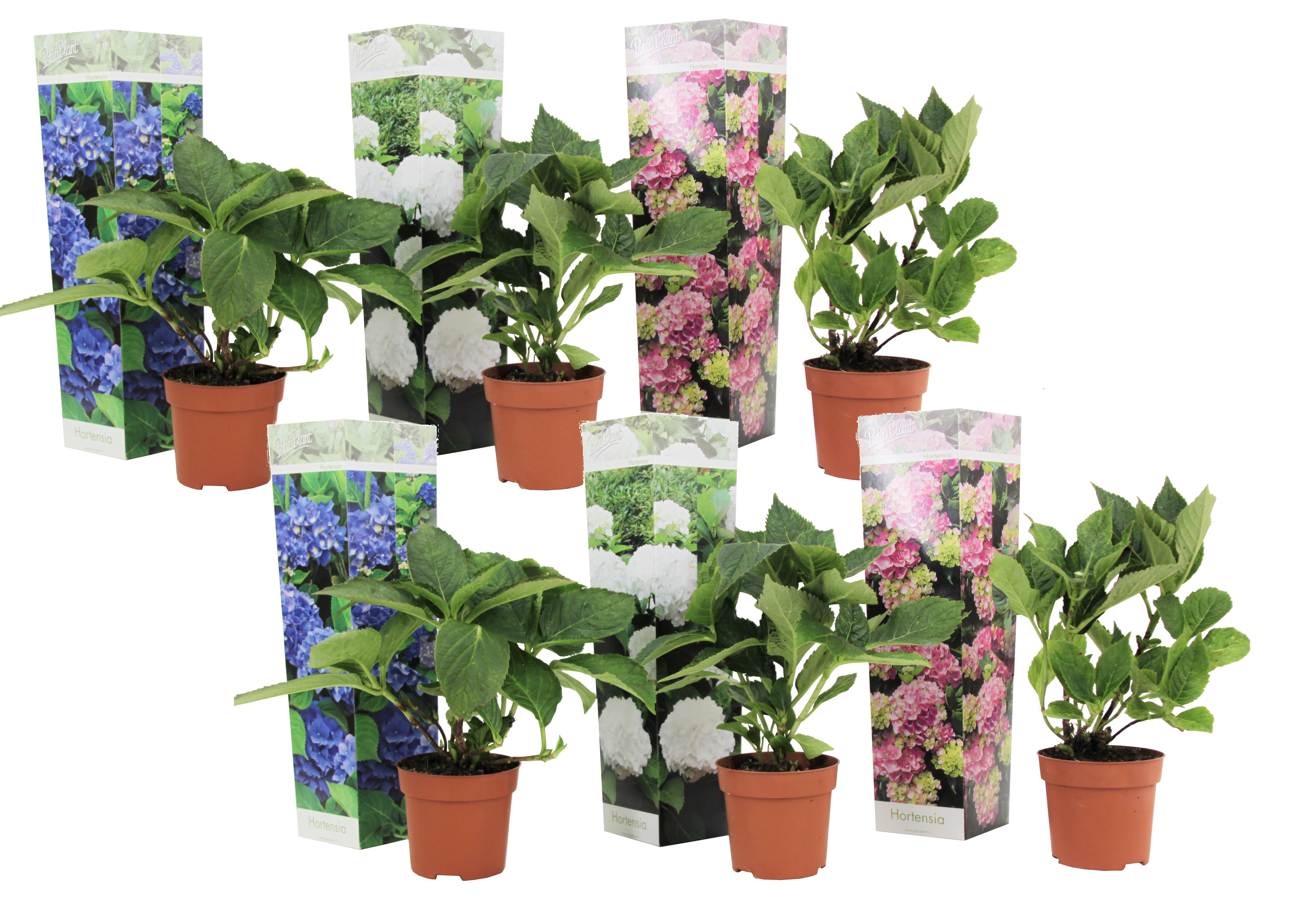 Hortensia - Set van 6 - Hydrangea macrophylla - Hoogte 25-40cm -⌀10,5cm afbeelding