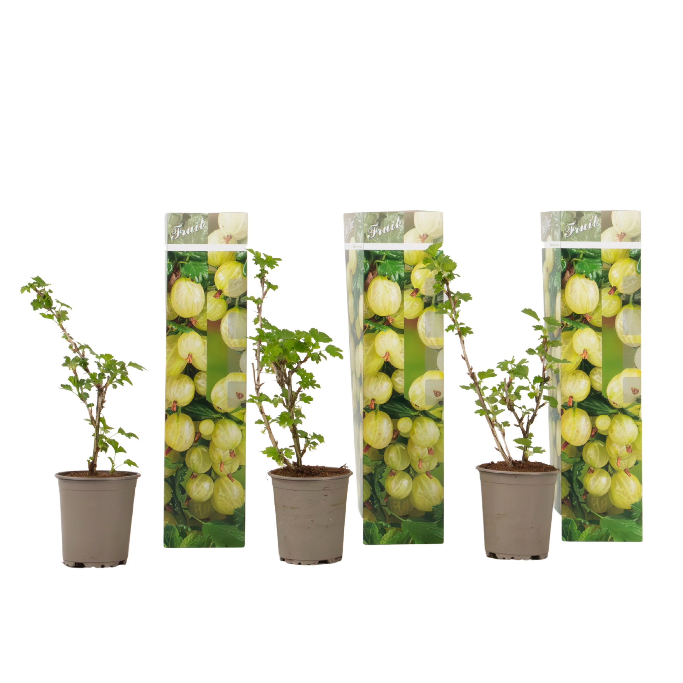 Kruisbes - Set van 3 - Ribes uva- crispa - Hoogte 25-40cm -⌀9cm afbeelding