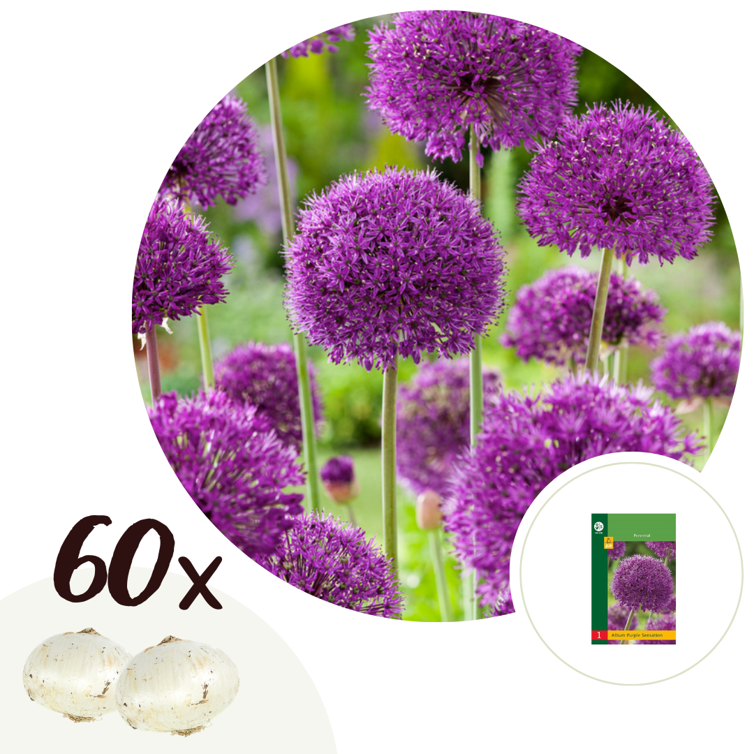 Alliumbollen - Set van 60 - Allium'Purple Sensation'- Bloembollen - Paars afbeelding