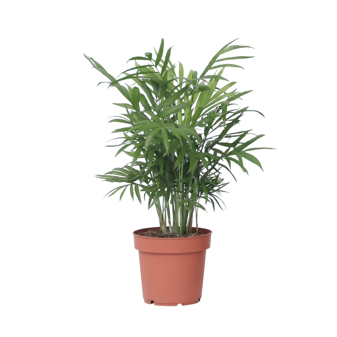 Dwergpalm - Chamaedorea elegans - Hoogte 30-40cm -⌀12cm afbeelding