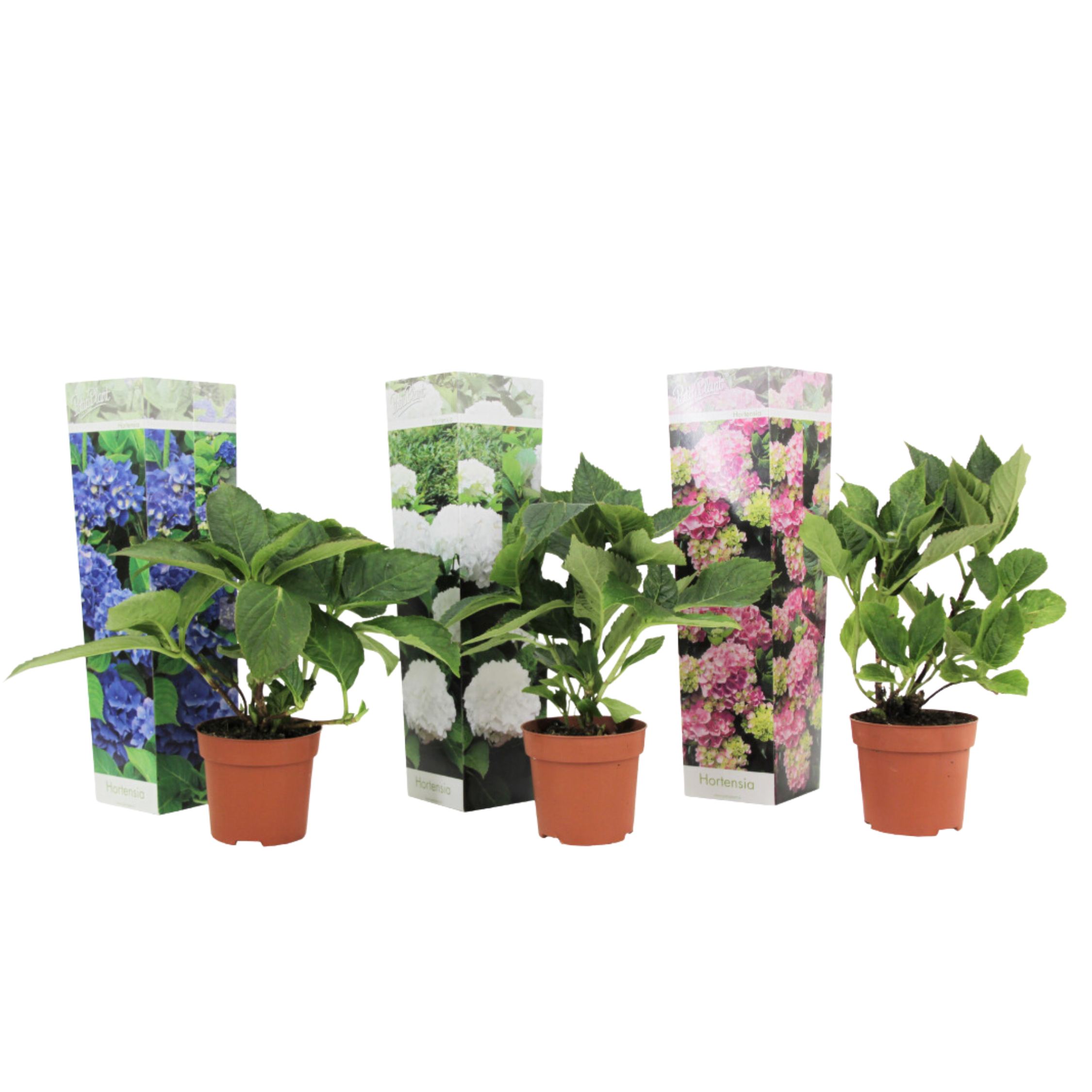 Hortensia - Set van 3 - Hydrangea macrophylla - Hoogte 25-40cm -⌀9cm afbeelding