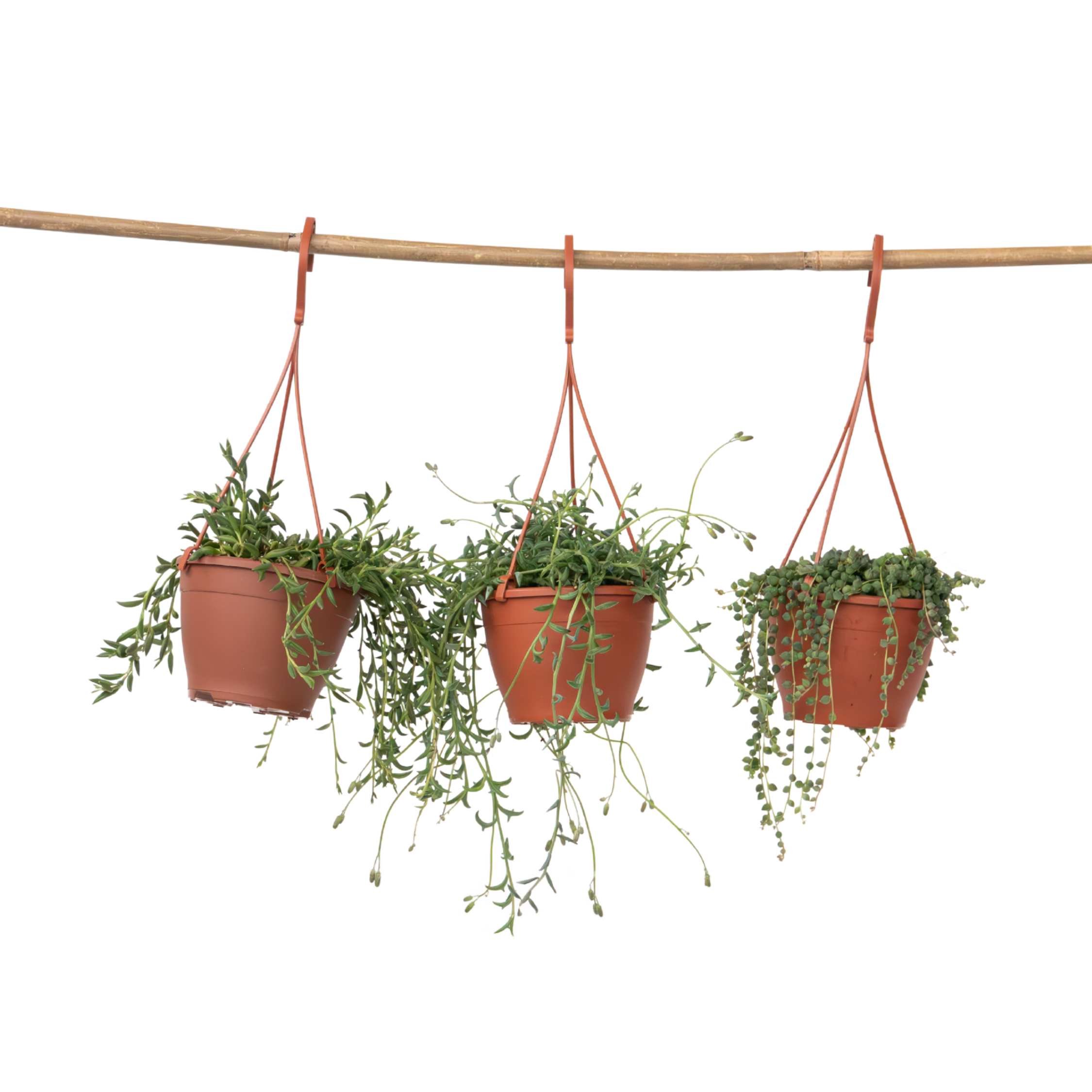 Parelketting - Mix van 3 - Senecio - Hoogte 25-35cm -⌀12cm afbeelding