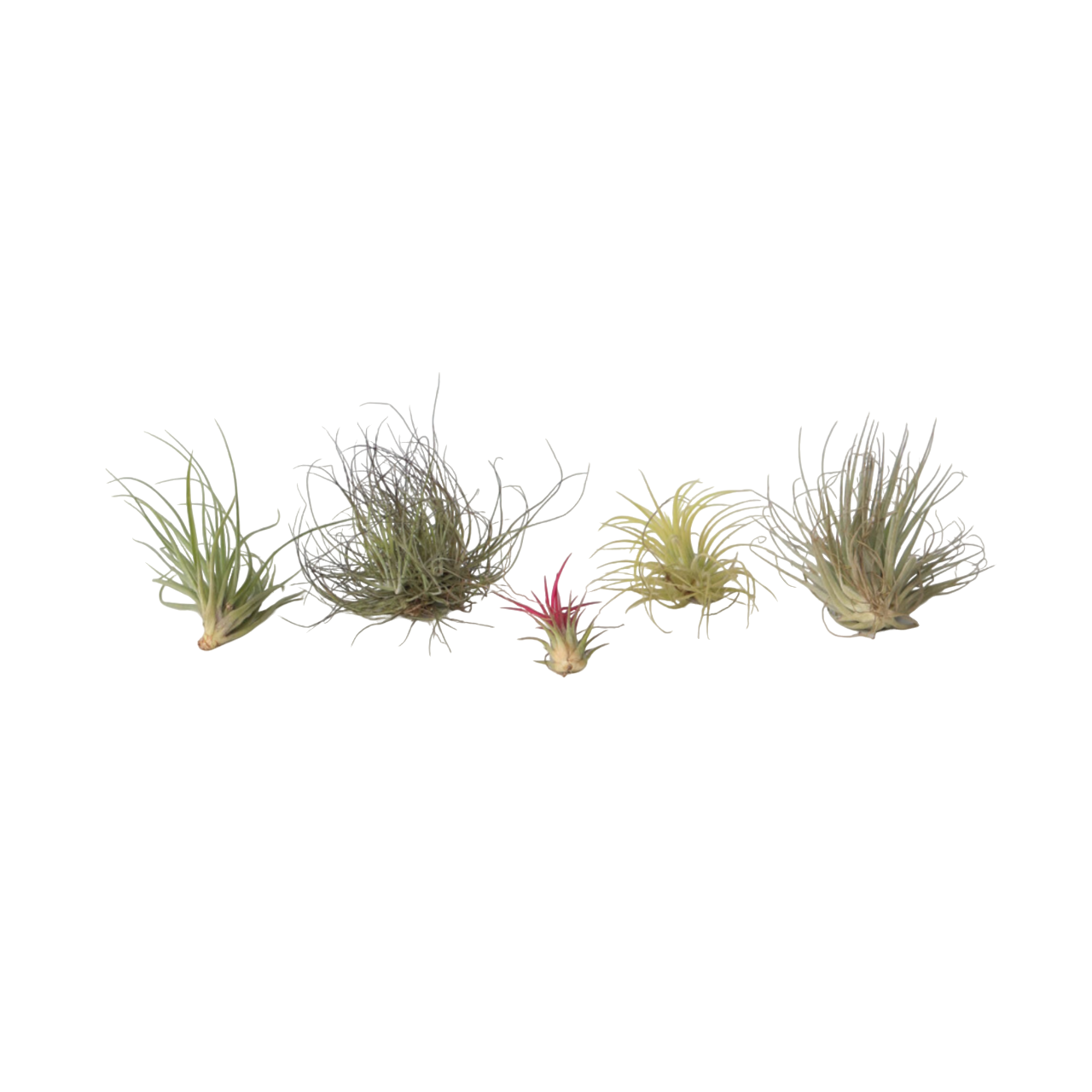 Luchtplantjes - Set van 6 - Tillandsia - Hoogte 5-15cm -⌀5cm afbeelding