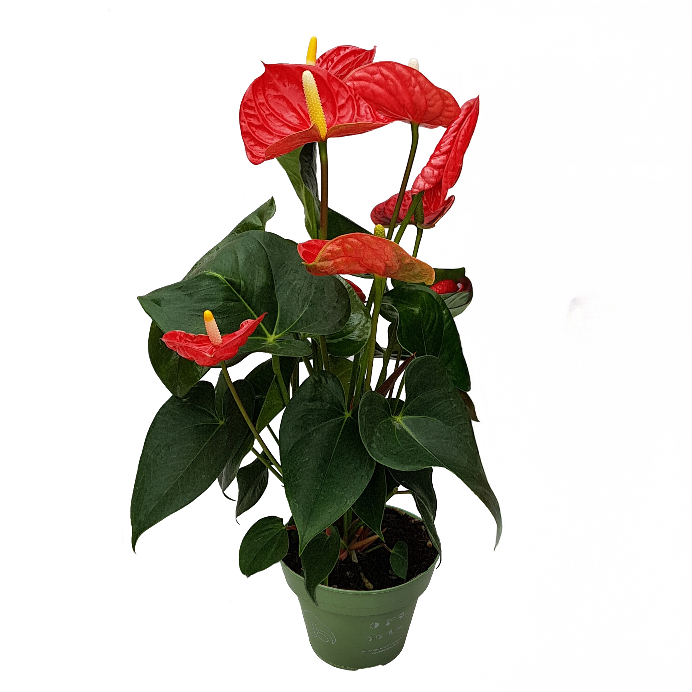 Flamingoplant - Anthurium'Madural Red'- Hoogte 40-45cm -ø14cm afbeelding