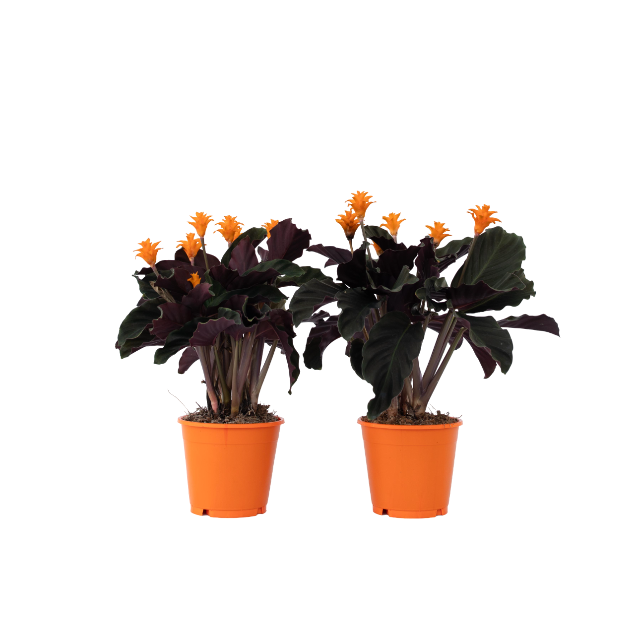 Eeuwige vlam - Set van 2 - Calathea crocata'Tassmania'- Hoogte 40-50cm -⌀14cm afbeelding