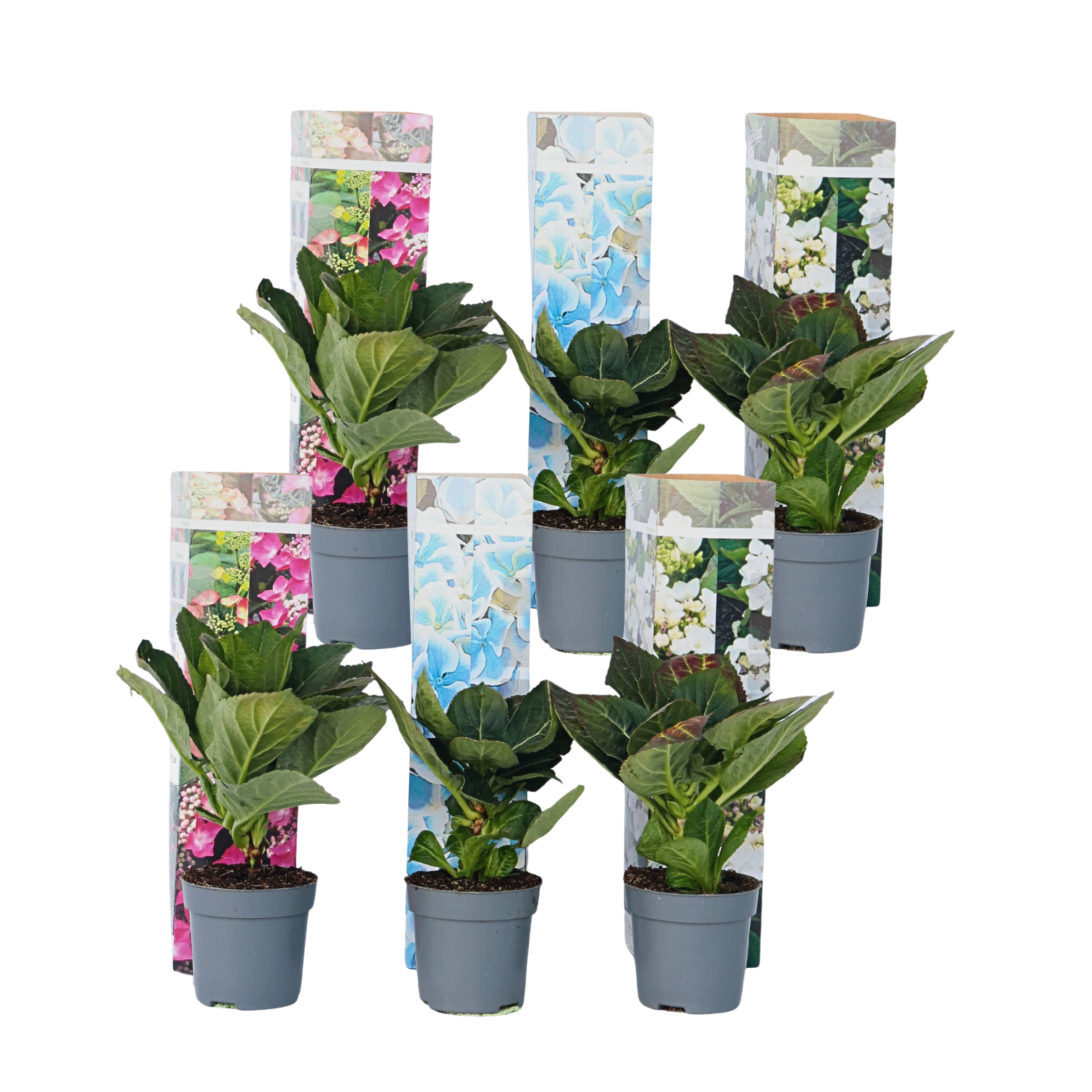 Hortensia - Set van 6 - Hydrangea macrophylla - Hoogte 25-40cm -⌀9cm afbeelding