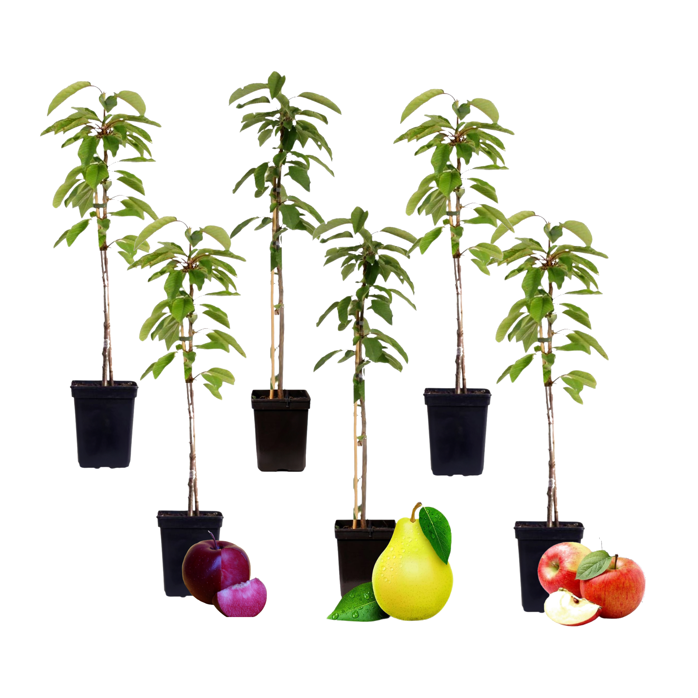Fruitzuilen - Set van 6 - Apple, pear - Hoogte 60-70cm -⌀9cm afbeelding