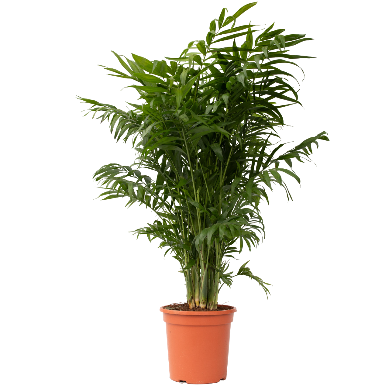 Dwergpalm - Chamaedorea elegans - Hoogte 80-90cm -⌀20cm afbeelding