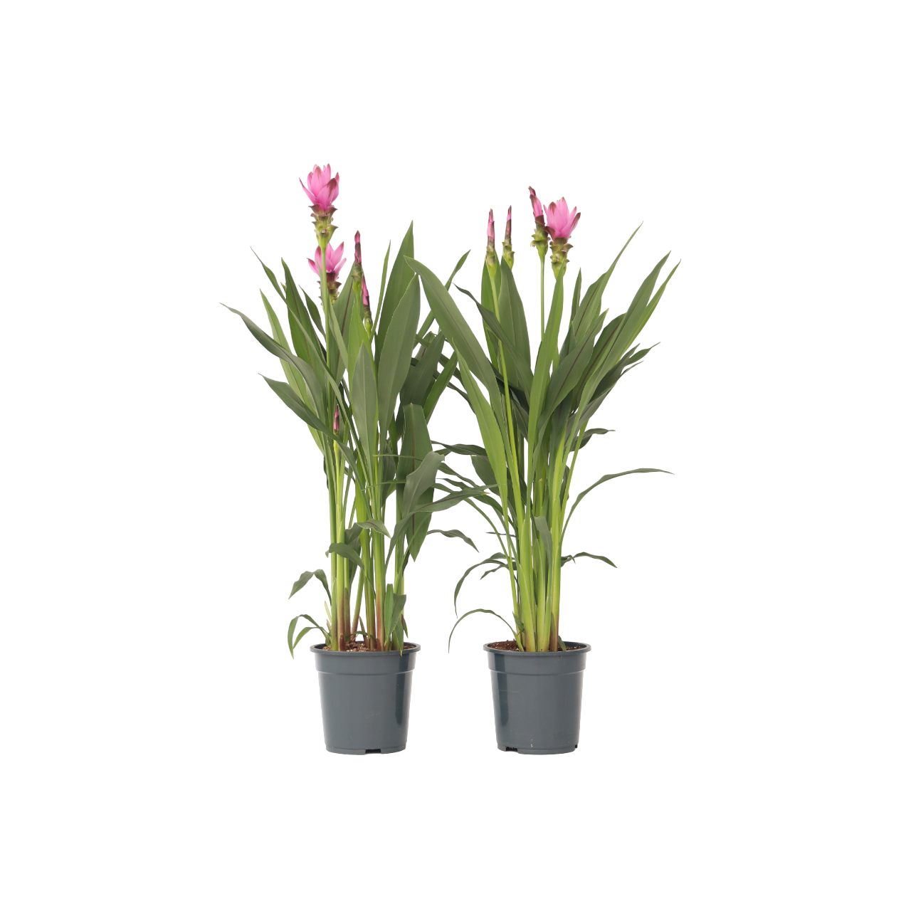 Siamese tulp - Set van 2 - Curcuma'Siam Supreme'- Hoogte 70-90cm -⌀19cm afbeelding
