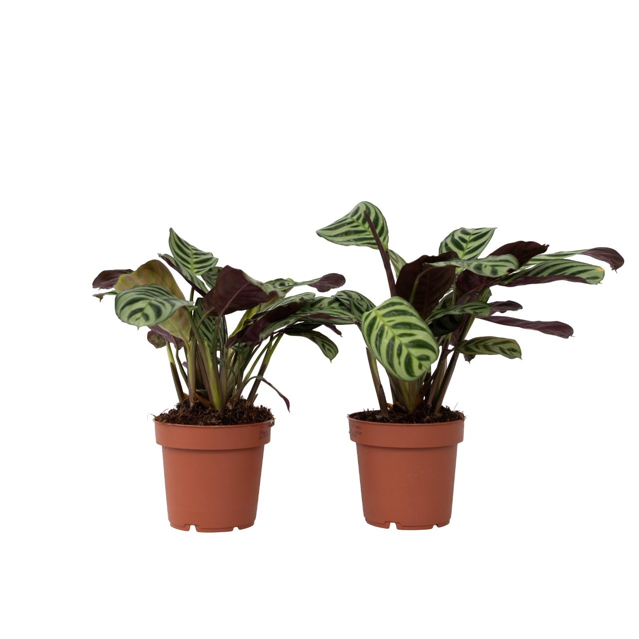 Gebedsplant - Set van 2 - Ctenanthe'Amagris'- Hoogte 20-30cm -⌀12cm afbeelding