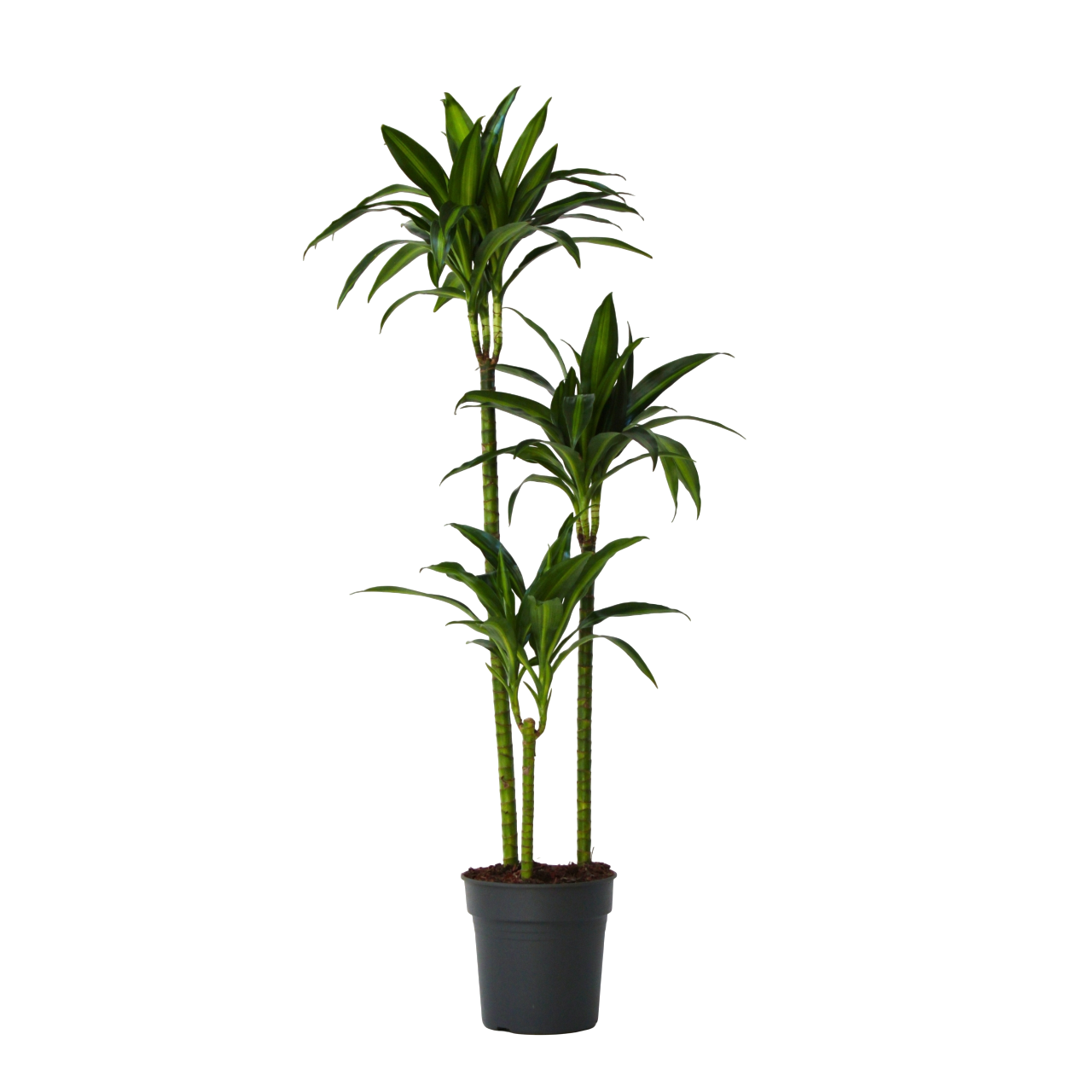 Drakenbloedboom - Dracaena'Hawaiian Sunshine'- Hoogte 130-140cm -⌀24cm afbeelding