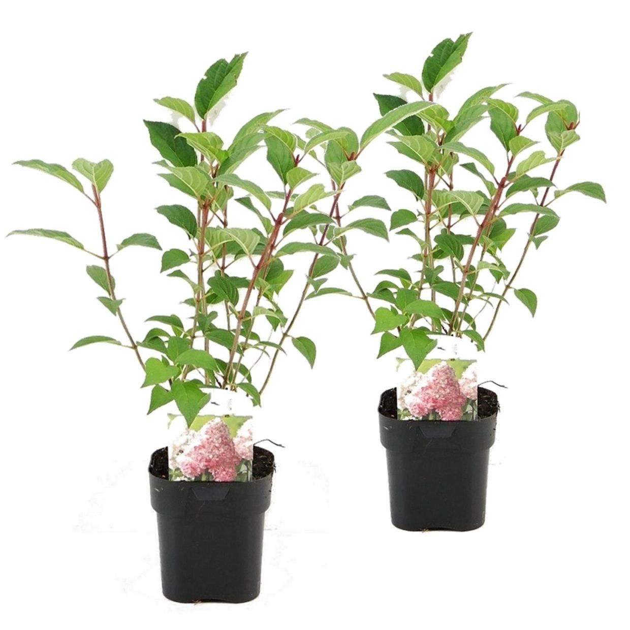Hortensia - Set van 2 - Hydrangea'Pink Diamond'- Hoogte 30-40cm -⌀17cm afbeelding