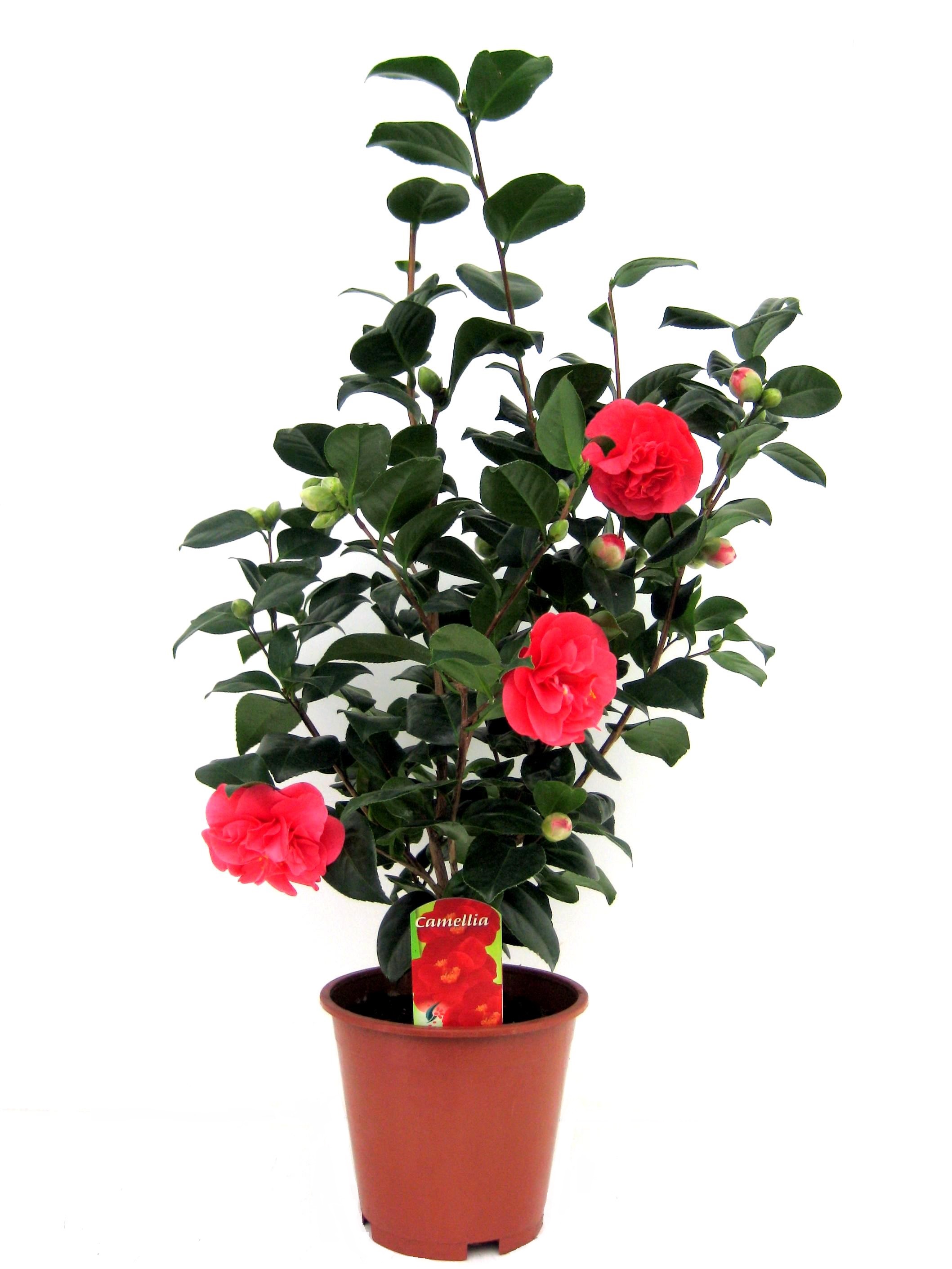 Japanse Roos - Camellia japonica'Lady Campbell'- Hoogte 60-70cm -⌀19cm afbeelding