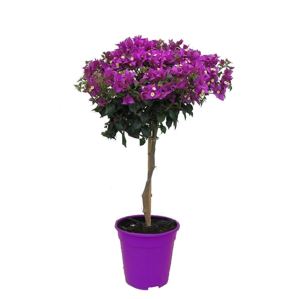 Tropische Klimop - Bougainvillea'Alexandra'- Hoogte 50-60cm -⌀17cm afbeelding