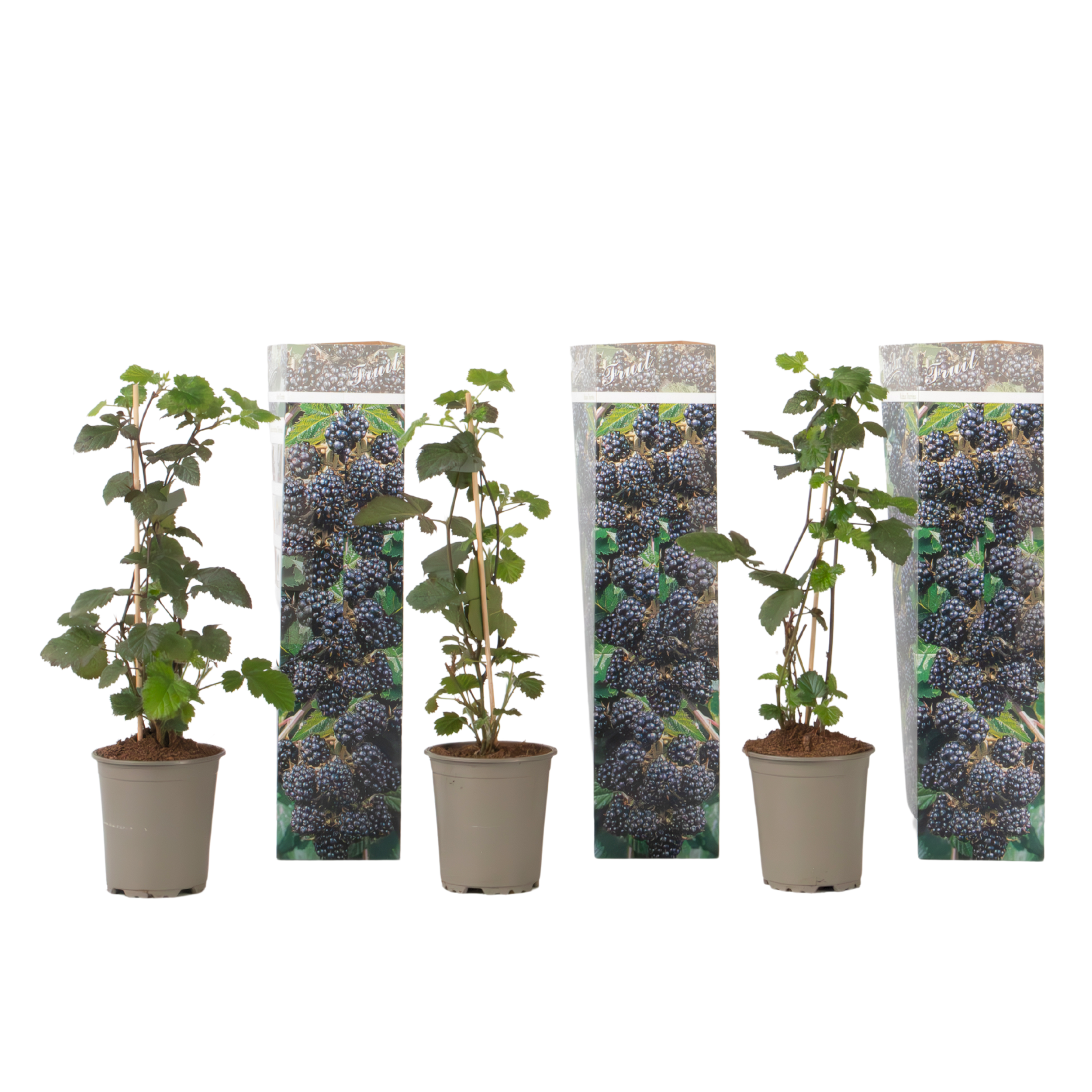 Bramenplant - Set van 3 - Rubus Thornless - Hoogte 25-40cm -⌀9cm afbeelding