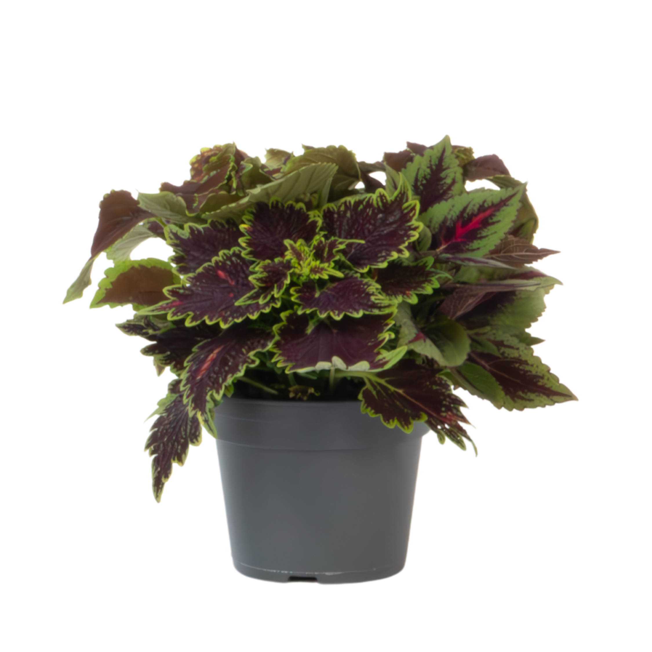 Coleus - Coleus scutellarioides - Hoogte 25-35cm -⌀17cm afbeelding