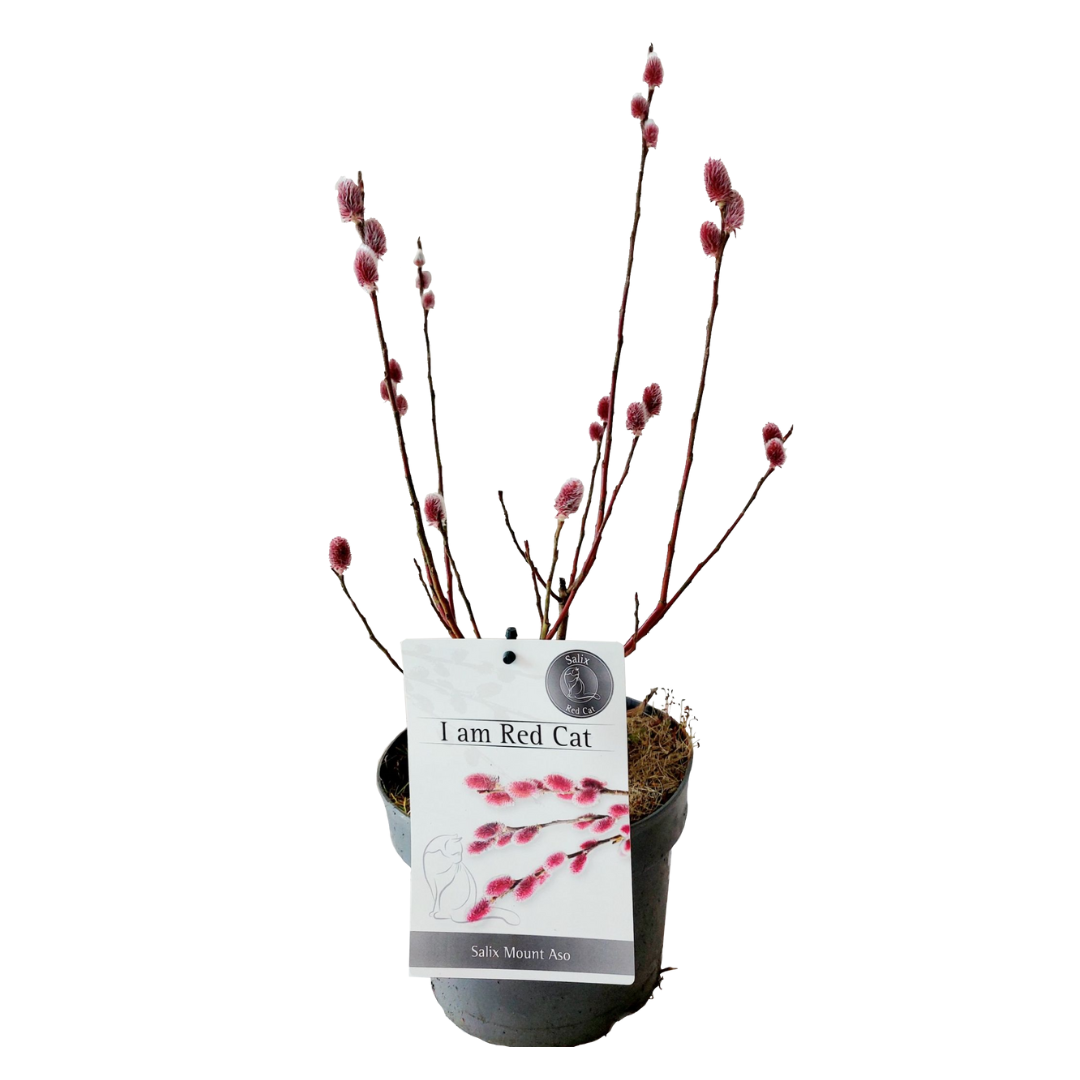 Dwergwilg - Salix gracilistyla'Mount Aso'- Hoogte 40-50cm -⌀17cm afbeelding