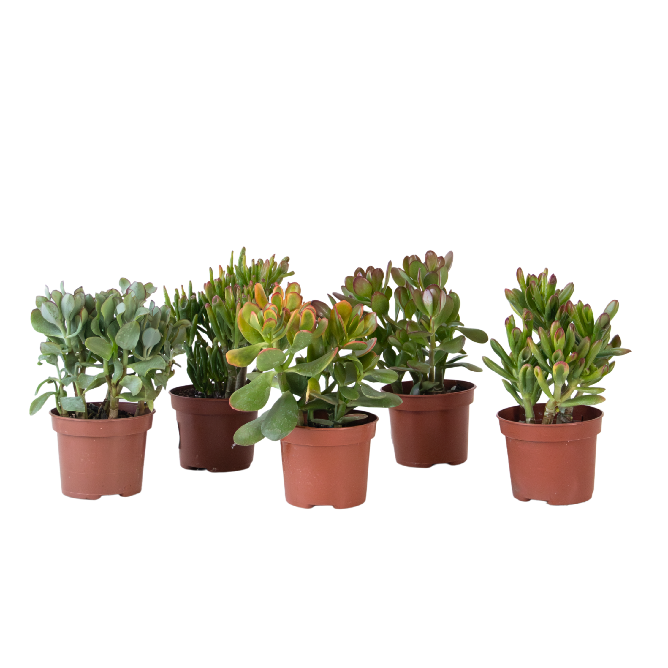 Geldboom - Mix van 5 Crassula ovata soorten - Hoogte 10-25cm - Pot 12cm afbeelding