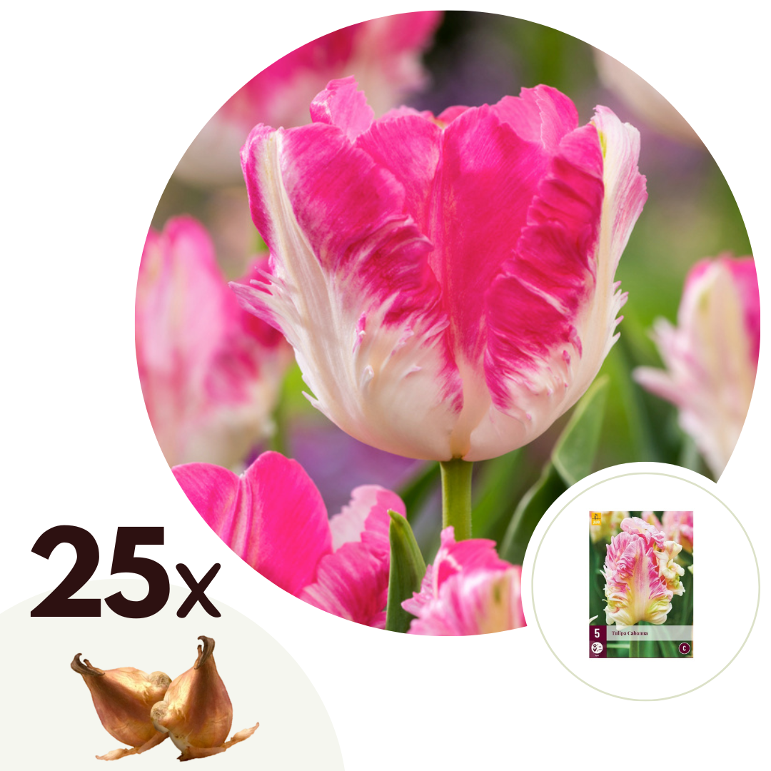 Tulpenbollen - Set van 25 - Tulipa'Cabanna'- Bloembollen - Roze afbeelding