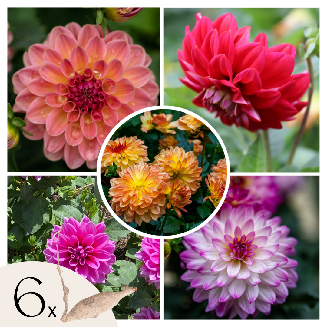 Dahliaknollen - Set van 6 - Dahlia'Pacific Mix' afbeelding
